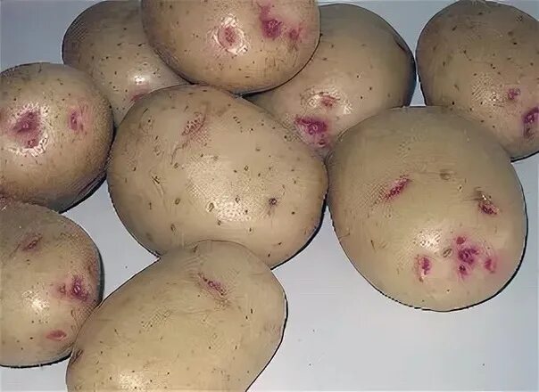 Картофель синеглазка описание сорта фото Сорт картофеля синеглазка отзывы