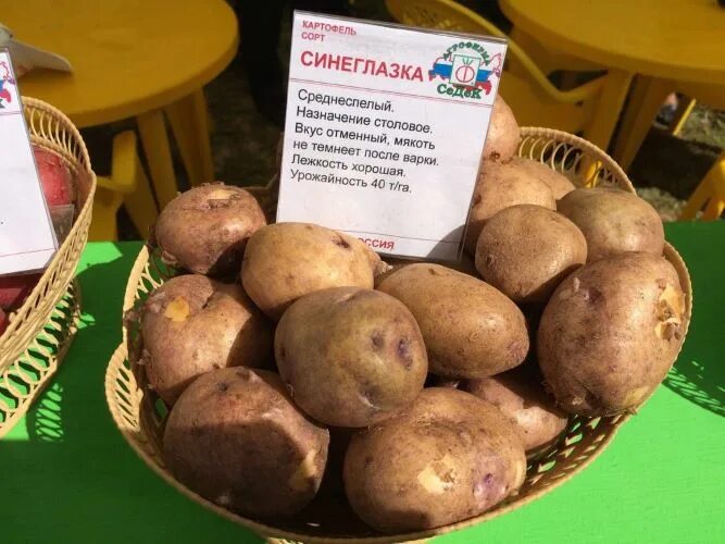 Картофель синеглазка описание сорта фото Сорт картофеля Синеглазка: характеристики, отзывы, фото, урожайность, вкусовые к