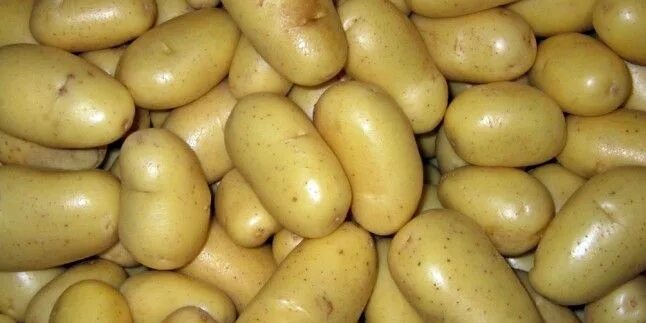 Картофель скарб отзывы фото Patates Diyeti Patates