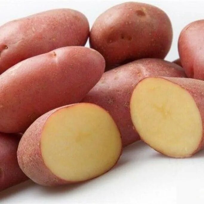 Картофель скарлетт описание сорта фото отзывы вкусовые Картофель Ред Скарлет, 2 кг., репродукция "элита (лучший сорт голландской селекц