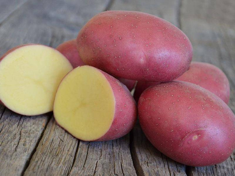 Картофель скарлетт описание сорта фото отзывы вкусовые Семена Картофеля Ред - купить в интернет-магазине OZON по низкой цене