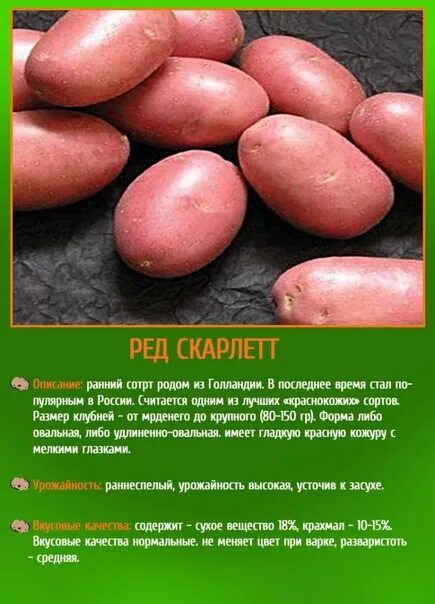 Картофель скарлетт описание сорта фото отзывы вкусовые SEED POTATOES !!! ALREADY ON SALE !!! AS WELL LUKE SEWOC !!! 2023 VK