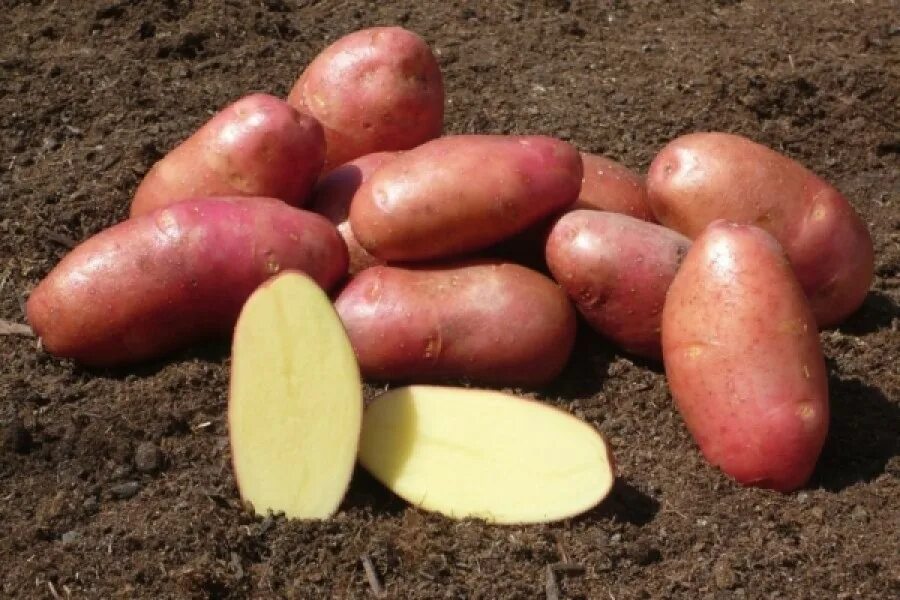 Картофель скарлетт описание сорта фото отзывы вкусовые Семенной картофель Ред Фэнтази (порция 500 г)