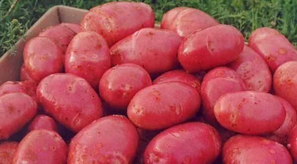 Картофель скарлетт описание сорта фото отзывы вкусовые Картофель семенной сорта Ред Скарлет