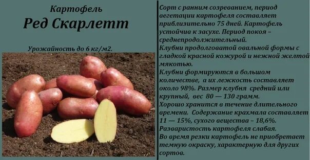 Картофель скарлетт описание сорта фото отзывы вкусовые Картофель ред леди описание сорта фото отзывы фото - Arhids.ru