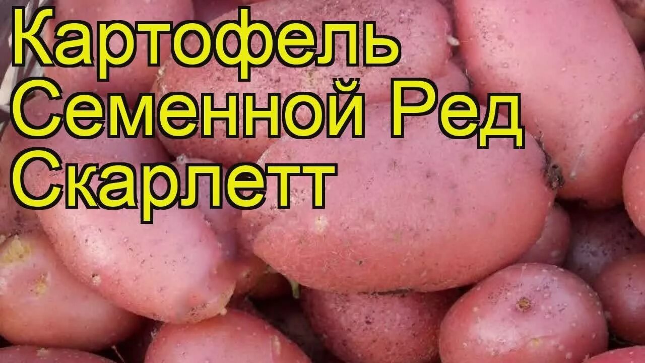 Картофель скарлетт описание сорта фото отзывы вкусовые Картофель семенной Ред Скарлетт. Краткий обзор, описание характеристик Red Scarl