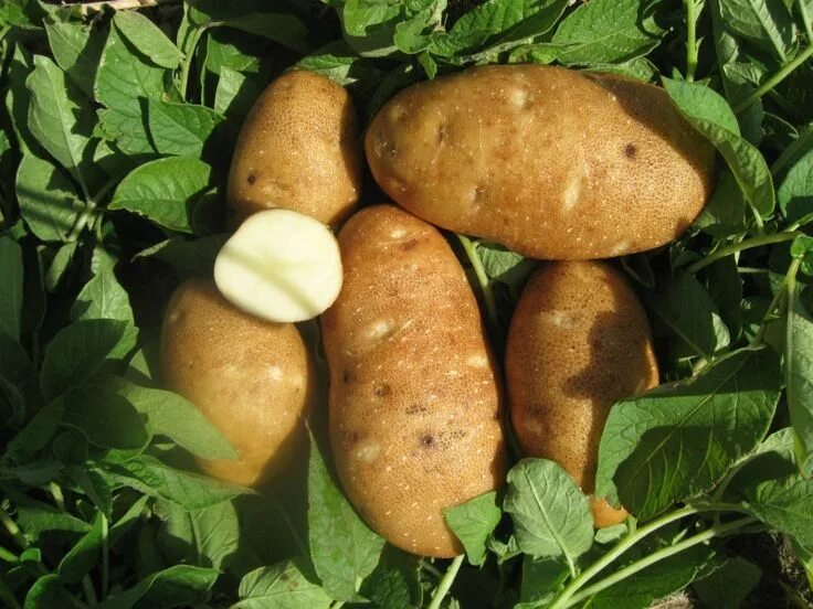 Картофель сказка фото Russet Burbank www.grandtetonorganics.com parkinson seed potatoes Organic seeds,