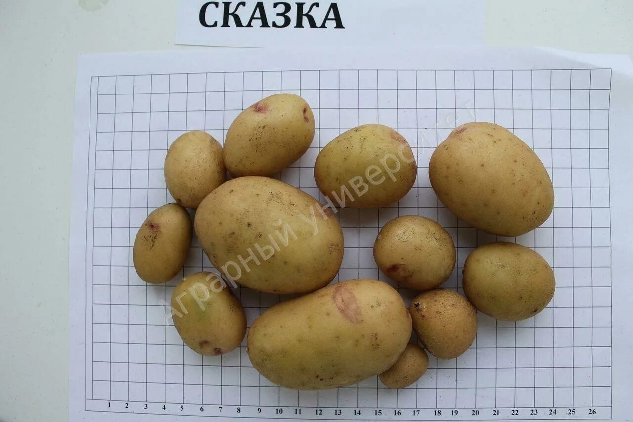 Картофель сказка описание сорта фото отзывы Сказка описание сорта фото