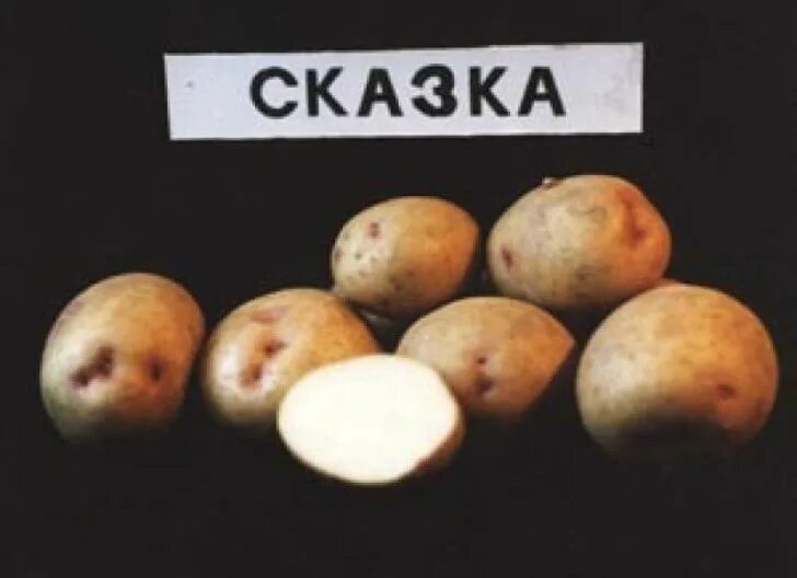 Картофель сказка описание сорта фото отзывы Картошка сказка описание сорта
