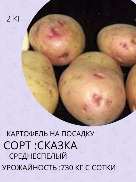 Картофель сказка описание сорта фото отзывы Клубни Картофель купить по выгодной цене в интернет-магазине OZON (1421559991)