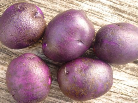 Картофель сорт чугунка фото Purple potatoes Purple potatoes, Happiness blog, Potatoes