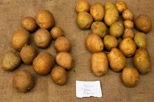 Картофель сорт киви фото ✅ Kiwi potatoes: description and characteristics of the variety, yield with phot