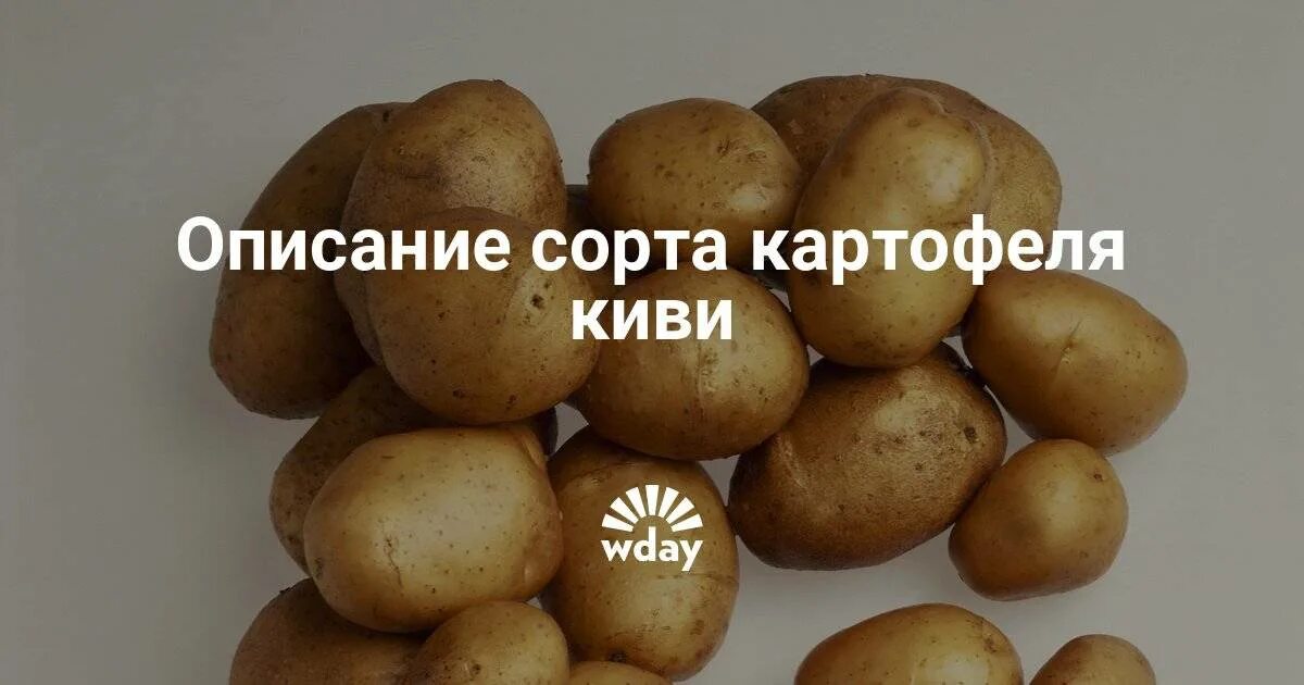 Картофель сорт киви фото Картофель "Киви": описание сорта, фото, правила выращивания и ухода