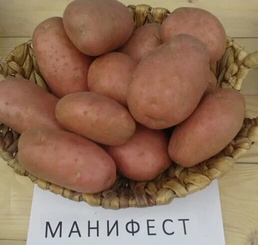 Картофель сорт санибель описание сорта фото Манифест картофель фото: найдено 70 изображений