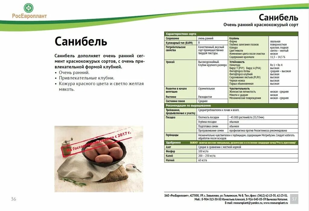 Картофель сорт санибель описание сорта фото Популярный сорт от немецкой фирмы "европлант"