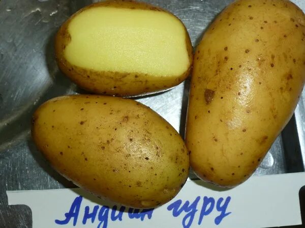 Картофель сорт санибель описание сорта фото Семенной картофель Крючковой Татьяны: каталог, ОТЗЫВЫ