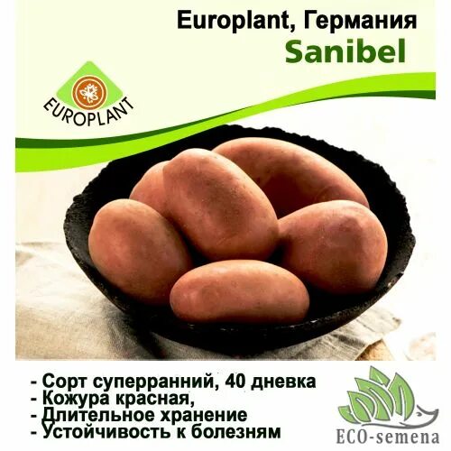 Картофель сорт санибель описание сорта фото Купить Europlant Германия. Картофель семенной сорт Санибель суперранний 40 дневк