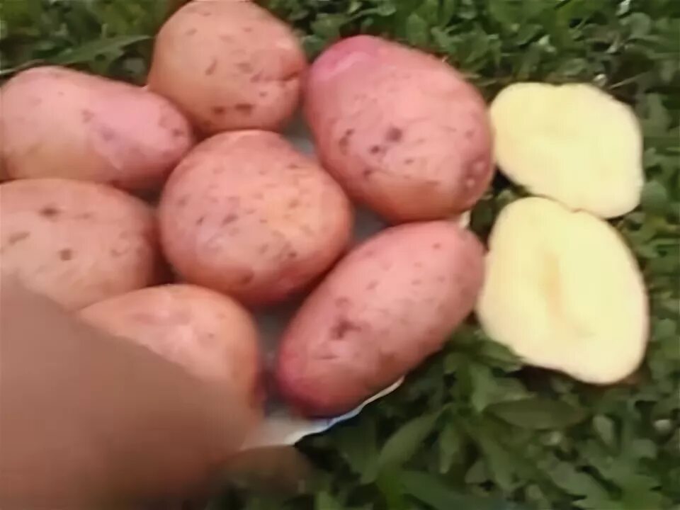 Картофель сорт уника фото Купить на www.pomidom.ru Картофель Сарпо Мира (Sarpo Mira Potatoes) - YouTube