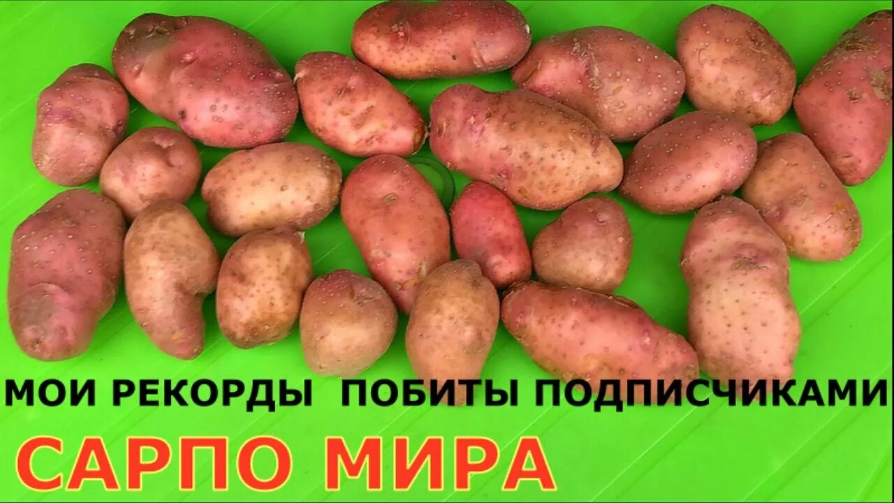 Картофель сорт уника фото Картофель САРПО МИРА, у кого какой урожай? - YouTube