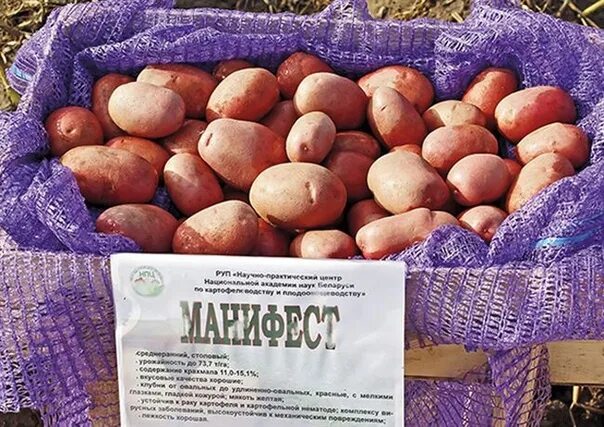 Картофель сорт вектор фото Манифест элита1 кг - 130 руб--22Среднеранний сорт (80-95 дней) столового назначе