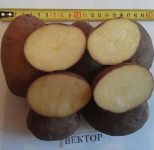 Картофель сорт вектор фото Жареная картошка с луком: 3 рецепта с пошаговым фото