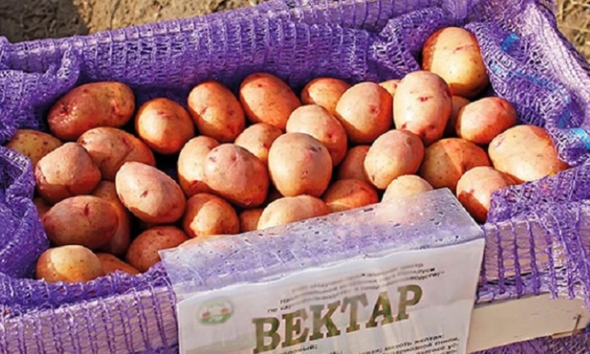 Картофель сорт вектор фото Картофель Вектор (Вектар): характеристики и описание сорта, вкусовые качества. С
