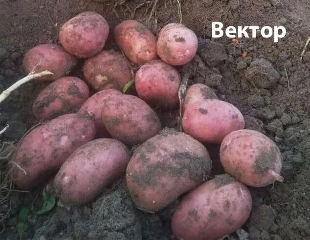 Картофель сорт вектор фото Картофель ВЕКТОР. Самая вкусная и урожайная белорусская картошка!!! Прекрасно хр