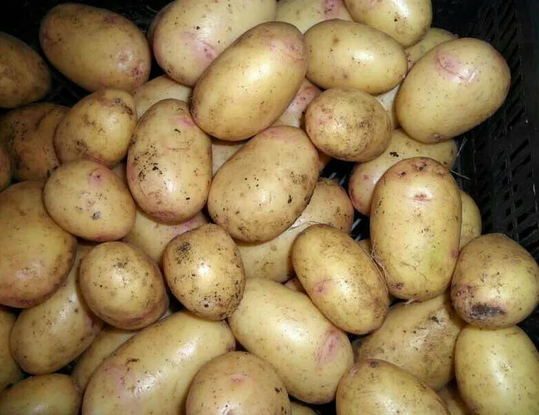 Картофель сорт вектор фото Продам мелкий картофель - купить в Тулуне, цена 100 руб., продано 30 сентября 20