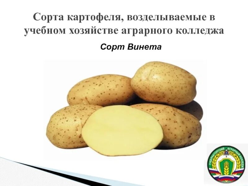 Картофель сорта винета фото и описание отзывы Картофель винета отзывы Фитостудия-63.ру
