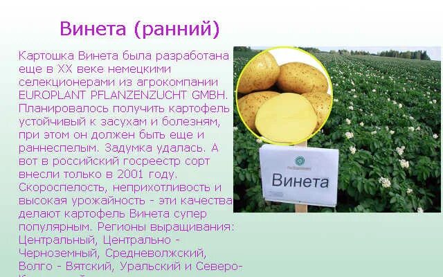 Картофель сорта винета фото и описание отзывы Картофель винета: описание и характеристики сорта с фото, урожайность и отзывы с
