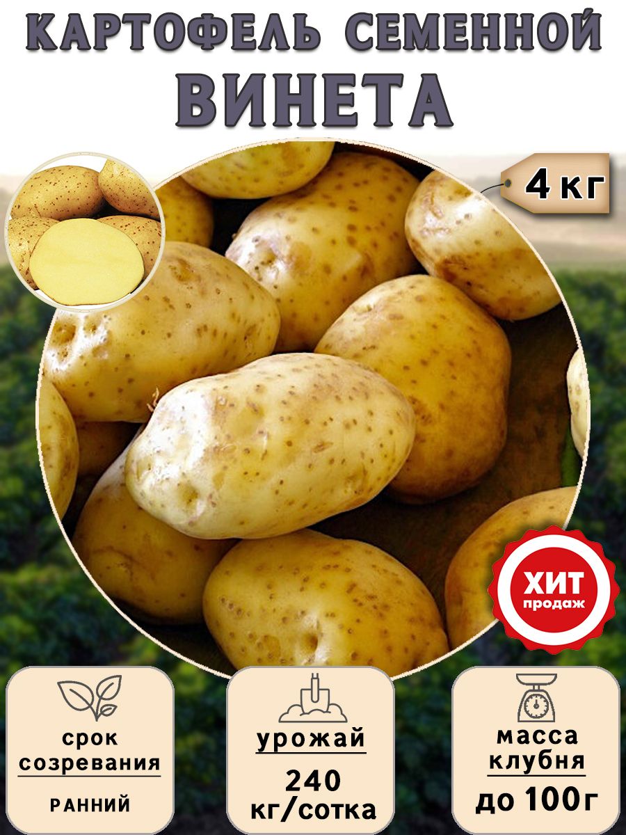 Картофель сорта винета фото и описание отзывы Клубни Картофель Калатея купить по выгодной цене в интернет-магазине OZON (53897