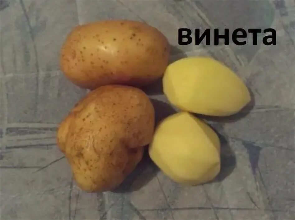 Картофель сорта винета фото и описание отзывы Картофель винета отзывы описание сорта фото Фитостудия-63.ру