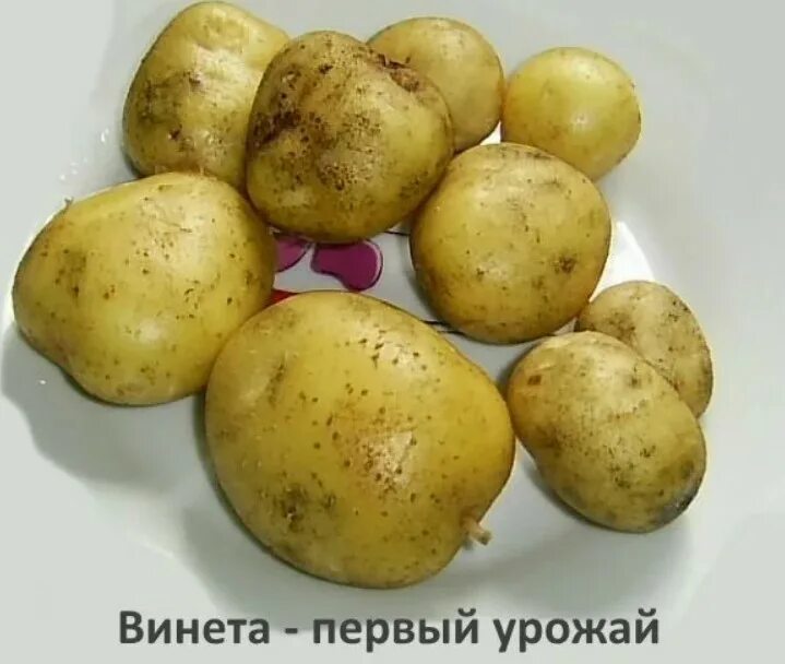 Картофель сорта винета фото и описание отзывы Сорт картофеля Винета: 20+ фото, отзывы, описание в таблице