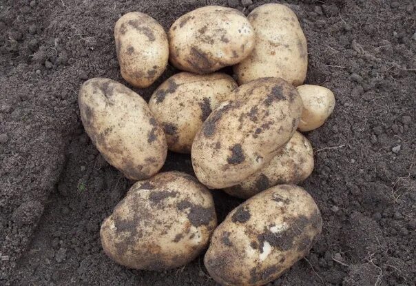 Картофель сынок фото I sell Andrette potatoes. The Pirogovo area. Delivery from 2 buckets is free. 1 