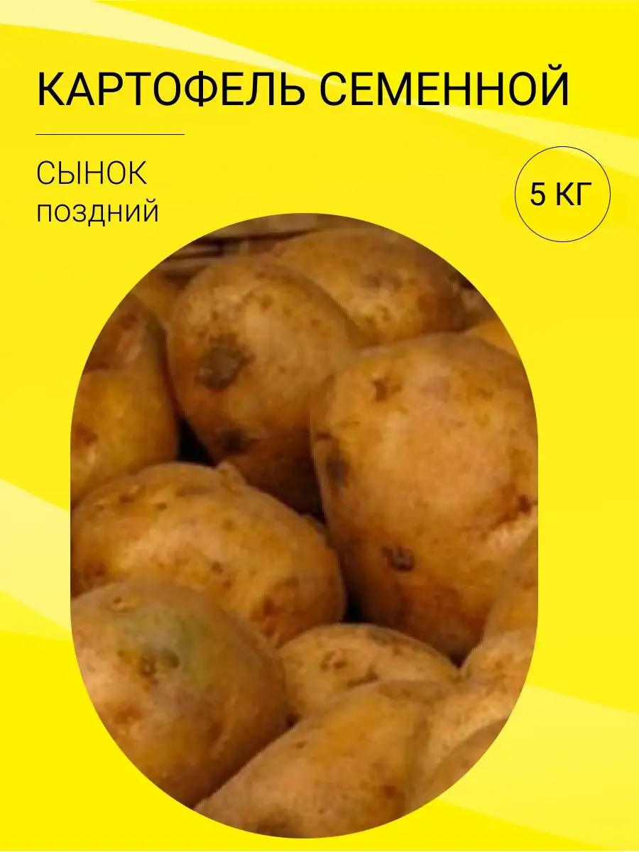 Картофель сынок фото Картофель сынок описание сорта фото отзывы фото - Arhids.ru