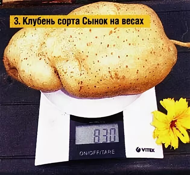 Картофель сынок фото Рыхлая почва О пасеке