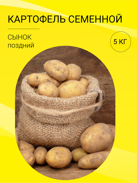 Картофель сынок фото Клубни Картофель купить по выгодной цене в интернет-магазине OZON (1421623817)