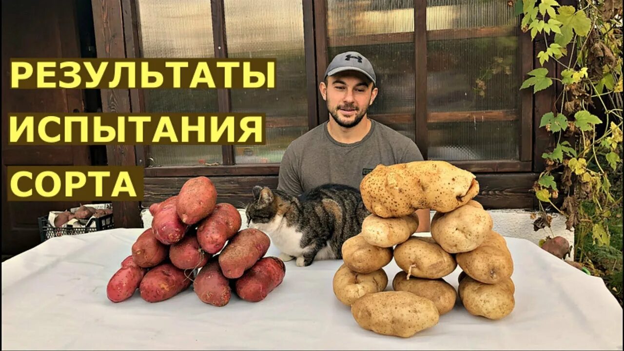 Картофель сынок фото Картофель СЫНОК суперкрупный сорт - YouTube
