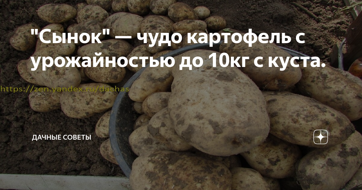 Картофель сынок фото "Сынок" - чудо картофель с урожайностью до 10кг с куста. Дачные советы Дзен