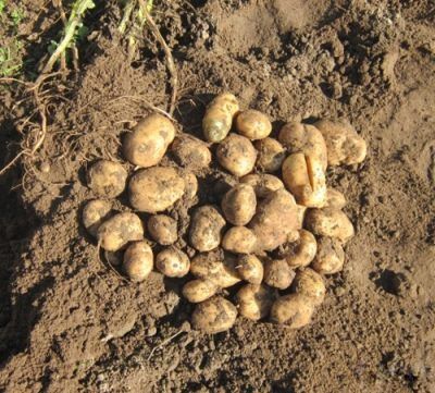 Картофель сынок фото Картофель сынок описание сорта фото отзывы in 2024 Potatoes