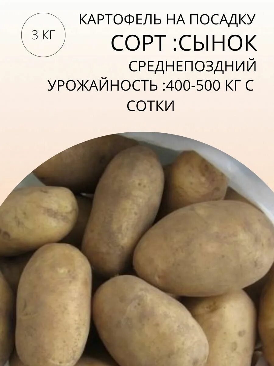 Картофель сынок фото Клубни купить по выгодной цене в интернет-магазине OZON