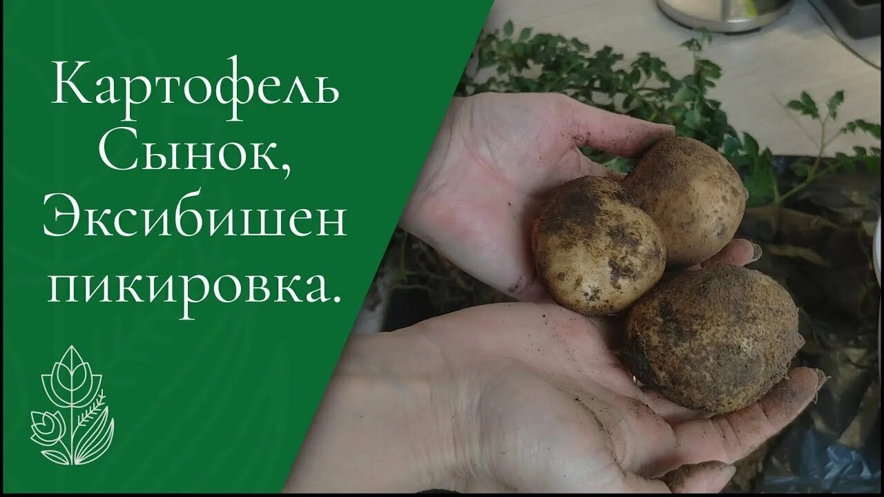 Картофель сынок фото Картофель "Сынок", лук эксибишен пикировка, гербера посадка. - YouTube