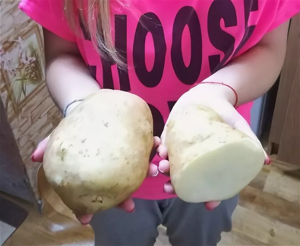 Картофель сынок фото Купить картофель Сынок