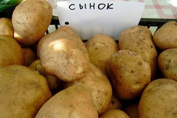 Картофель сынок фото Картофель Сынок: описание сорта с фото, отзывы