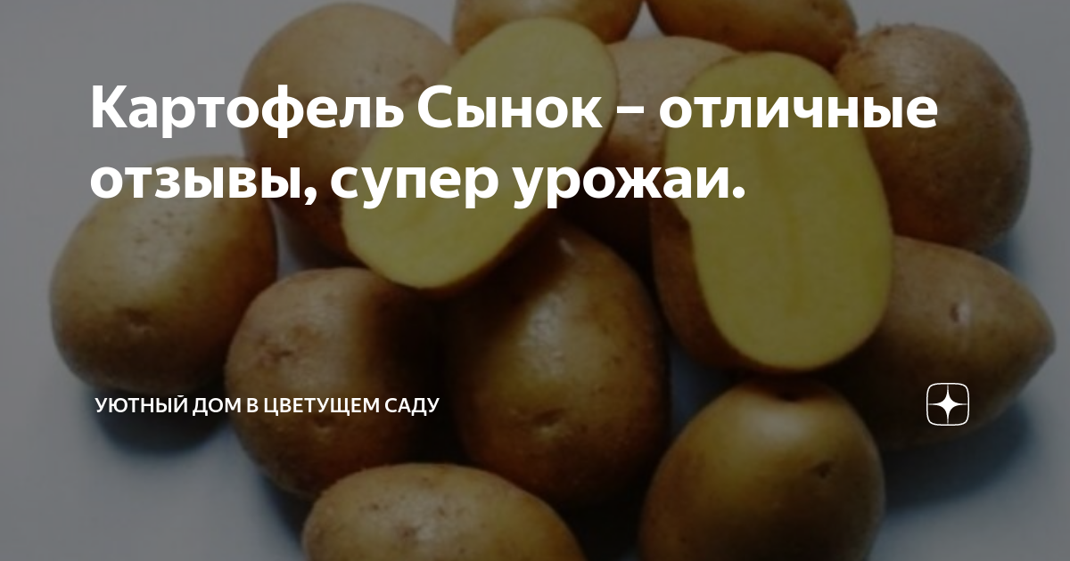 Картофель сынок фото Картофель Сынок - отличные отзывы, супер урожаи. Эффективно и просто - комнатные