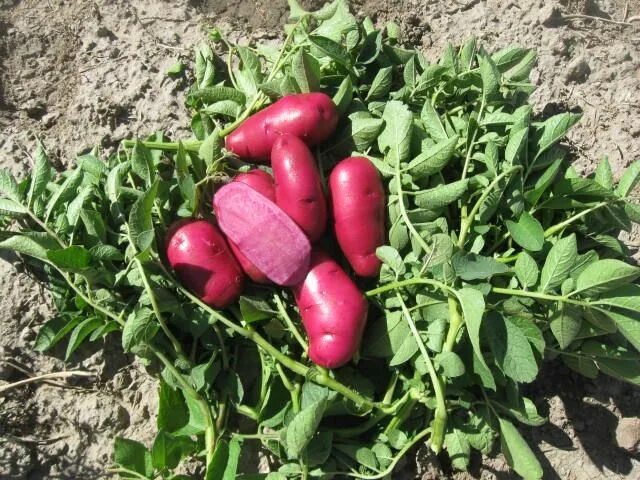 Картофель терра фото Magenta Bliss - A Vibrant New Potato Variety