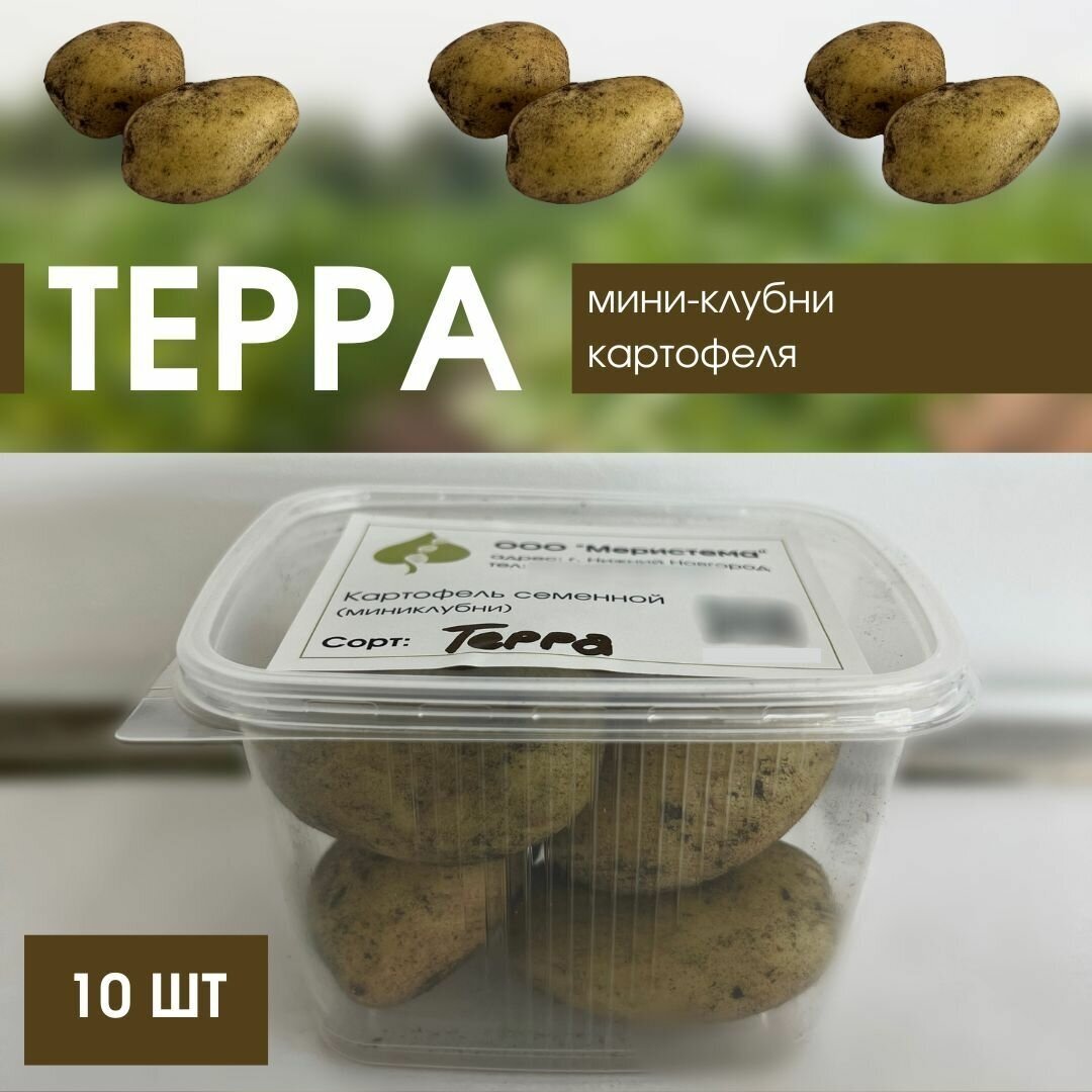 Картофель терра фото Мини-клубни "Терра", семенной картофель высшей репродукции. - купить в интернет-