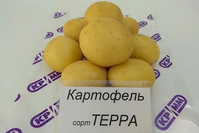 Картофель терра фото Эксперименты на картофельном поле - Парламентская газета "Тюменские известия"