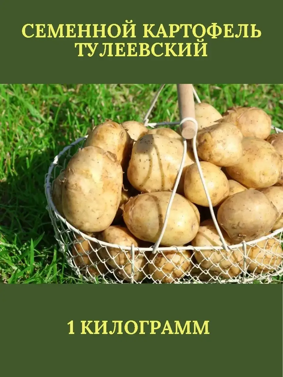 Картофель тулеевский описание сорта фото отзывы Картофель елизавета фото - 81 картинка