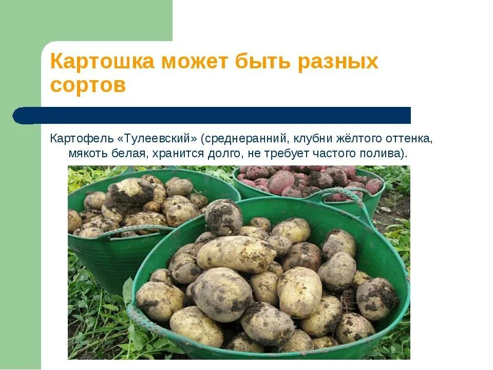 Картофель тулеевский описание сорта фото отзывы Картофель Тулеевский: описание и характеристики сорта, выращивание и уход, отзыв